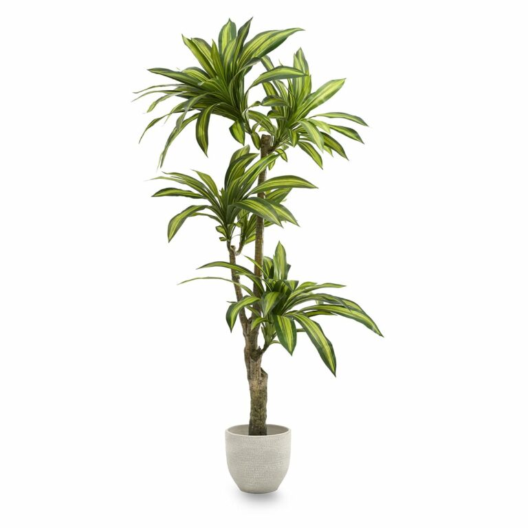 Avis Maia Shop Dracaena Artificielle cm | Plante – Maison et jardin – Guide360